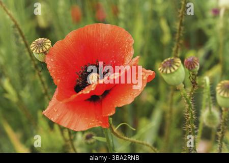 Bright red wild poppy flower growing in green field, some closed poppies heads around, close up macro detail, Ruzomberok, Slovakia, Europe Stockfoto