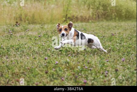 Kleiner Jack Russell Terrier, der nach dem Ball über die grüne Wiese läuft, springt, ihre Beine in der Luft, blickt in die Kamera, Liptovsky Hradok, Slowakei, EUR Stockfoto