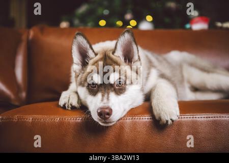 Haustier und frohe weihnachten und glückliches neues Jahr Konzept. Fröhlicher Welpe männlichen Husky hat Spaß im Wohnzimmer mit großen Bücherregalen, Bibliothek und Sofa in Chris Stockfoto