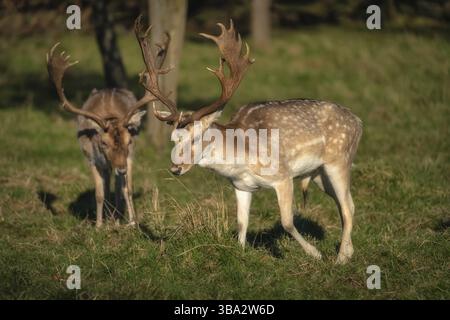 Zwei junge männliche Damhirsche mit Geweih gehen bei Sonnenaufgang auf dem Feld im Pheonix Park, Dublin, Irland, Europa Stockfoto