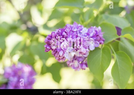 Frühling Stand der Technik mit lila Flieder Zweig. Sonniger Tag. Blauer Himmel. Frühling Blumen. Wunderschönen Obstgarten. Abstrakte unscharfen Hintergrund. Geringe Schärfentiefe Stockfoto