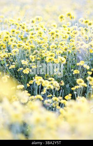 Gelbe chrysantheme Blumen, Chrysantheme im Garten. Blurry Blume für Hintergrund, farbenfrohen Pflanzen Stockfoto