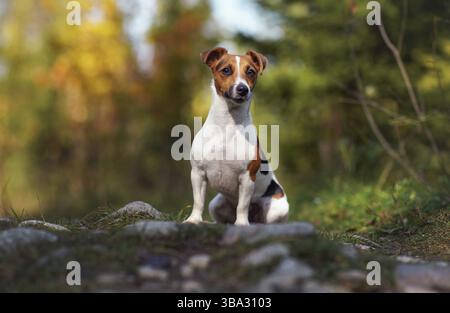 Kleiner Jack Russell Terrier sitzt auf Wiese oder Landstraße verschwommene Bäume Hintergrund Stockfoto
