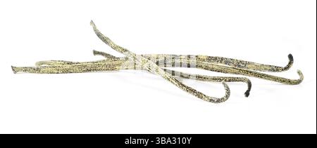 Weiß/gelber Schimmel oder Schimmel, der auf Vanillestäbchen wächst, die unsachgemäß im nassen und kalten Kühlschrank gelagert werden - Nahaufnahme Detailfoto, isoliert auf weißem Hintergrund Stockfoto