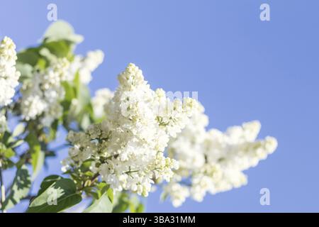 Frühling Stand der Technik mit weißem Flieder Zweig. Sonniger Tag. Blauer Himmel. Frühling Blumen. Wunderschönen Obstgarten. Abstrakte unscharfen Hintergrund. Geringe Schärfentiefe f Stockfoto