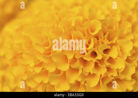 Orange Tagetes Blumenfelder, selektiven Fokus Stockfoto