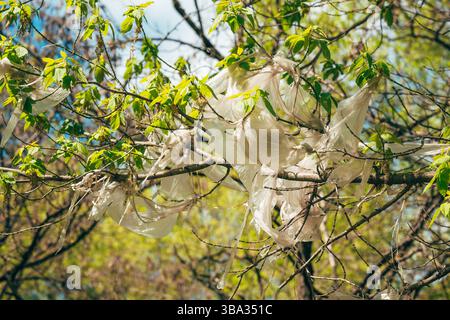 Weiße Plastiktüte klebt an einem Baum, selektiver Fokus Stockfoto