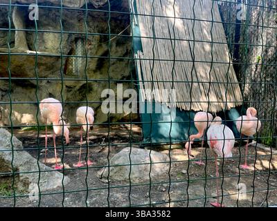 Rosafarbene Flamingos stehen in einem kleinen Gefangenengehege im Zoo von Sofia, Teil der exotischen Vogelausstellung des Zoos, Sofia Bulgarien, Osteuropa, Balkan, EU Stockfoto
