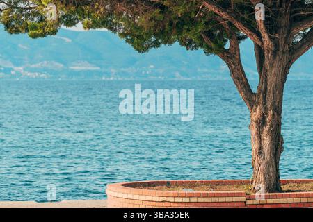 Chinesischer Thuja-Baum (orientalische Arbovitae) in Stavros, Griechenland. Selektiver Fokus. Stockfoto