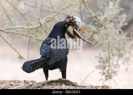 Großschwanzgrackle mit einem Vogel, der Kaight hat Stockfoto