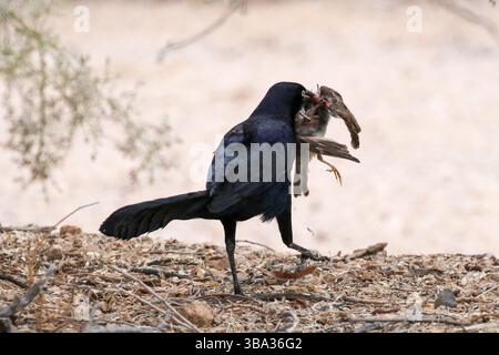 Großschwanzgrackle mit einem Vogel, der Kaight hat Stockfoto