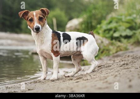 Kleiner Jack Russell Terrier, der am Sandstrand in der Nähe des Flusses steht und aufmerksam in die Kamera blickt, Liptovsky Hradok, Slowakei, Europa Stockfoto