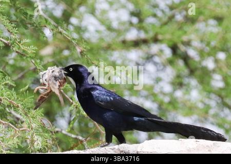 Großschwanzgrackle mit einem Vogel, der Kaight hat Stockfoto