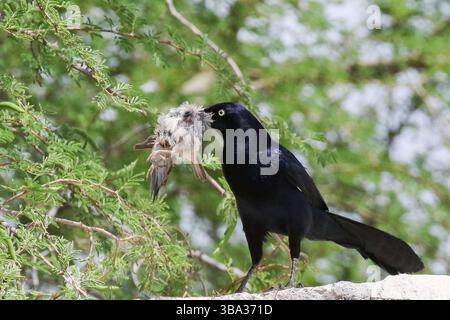 Großschwanzgrackle mit einem Vogel, der Kaight hat Stockfoto