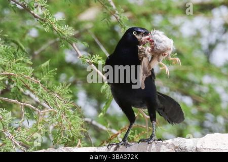 Großschwanzgrackle mit einem Vogel, der Kaight hat Stockfoto