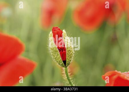 Wild red poppy flower half opened bud, closeup details, more blurred flowers in green field background, Ruzomberok, Slovakia, Europe Stockfoto