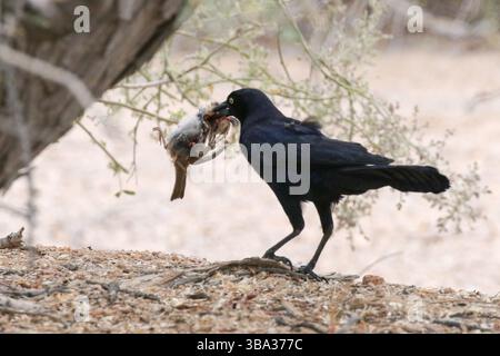 Großschwanzgrackle mit einem Vogel, der Kaight hat Stockfoto