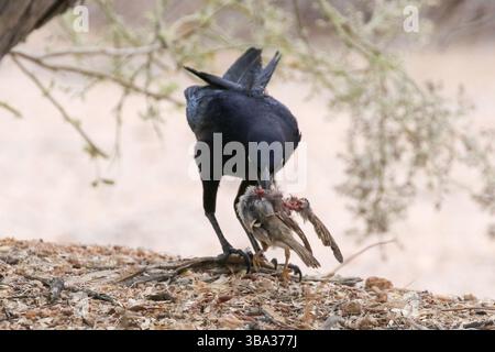Großschwanzgrackle mit einem Vogel, der Kaight hat Stockfoto
