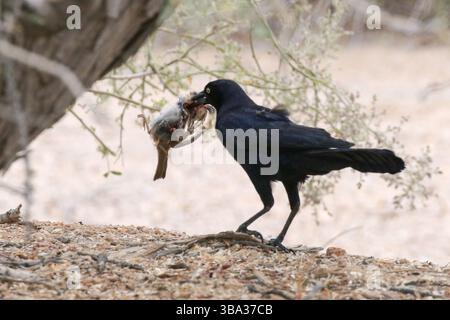 Großschwanzgrackle mit einem Vogel, der Kaight hat Stockfoto