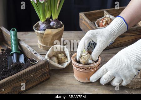 Garten- und Pflanzen-Konzept. Frau Hände Bepflanzung Hyazinthe im Keramiktopf. Sämlinge Gartenwerkzeuge Knollen (Glühbirnen) Gladiolen und Hyazinthe Blumen pin Stockfoto