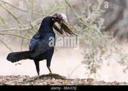 Großschwanzgrackle mit einem Vogel, der Kaight hat Stockfoto