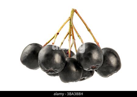 Aronia (Chokeberry) Früchte mit Stielen, isoliert auf weißem Hintergrund, Makrodetail, Liptovsky Hradok, Slowakei, Europa Stockfoto