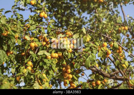 Reife gelbe Mirabellen (Prunus domestica) Früchte auf Baum, beleuchtet von der Nachmittagssonne, Liptovsky Hradok, Slowakei, Europa Stockfoto