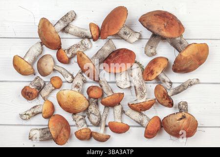 Blick auf die Tischplatte, frisch geerntete Waldpilze, Rothauben-Stielsorte (Leccinum aurantiacum / albostipitatum), auf weißem Schreibtisch, Liptovs Stockfoto
