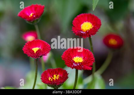 Leuchtend rote Blumen mit gelben Zentren gedeihen in einem üppigen Garten, der die Schönheit der Natur im Frühling zeigt. Die Szene zeigt frische Blüten Stockfoto