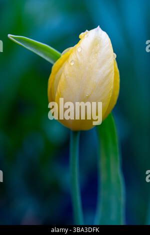 Eine gelbe Tulpenknospe steht hoch mit Wassertropfen, die auf ihren Blütenblättern glitzern. Die leuchtend grünen Blätter umgeben sie und schaffen eine üppige Gartenatmosphäre Stockfoto
