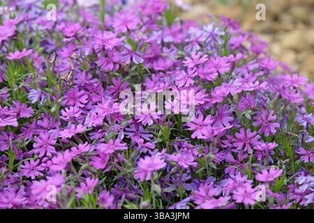 Purple Phlox stolonifera, kriechender Phlox, „Purple Beauty“ in der Blüte. Stockfoto