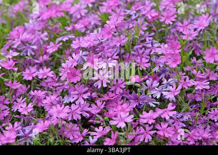 Purple Phlox stolonifera, kriechender Phlox, „Purple Beauty“ in der Blüte. Stockfoto
