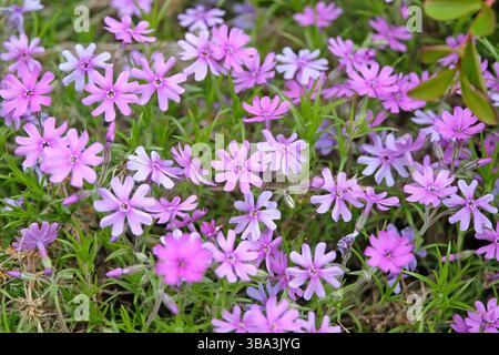 Purple Phlox stolonifera, kriechender Phlox, „Purple Beauty“ in der Blüte. Stockfoto