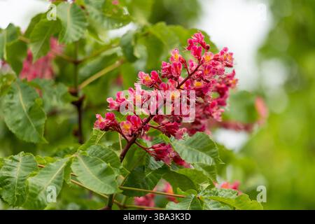 Im Frühling gibt es im Park leuchtende Blumen und Blätter der roten Rosskastanie. Gemeinsame Kastanienblüten Stockfoto