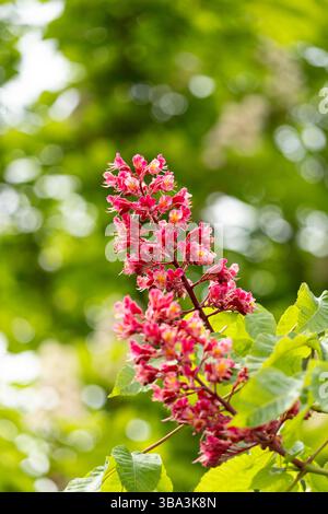 Im Frühling gibt es im Park leuchtende Blumen und Blätter der roten Rosskastanie. Gemeinsame Kastanienblüten Stockfoto
