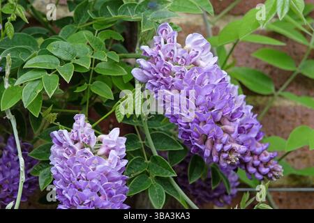 Purple Wisteria frutescens, American Wisteria, „Longwood Purple“ in der Blüte. Stockfoto