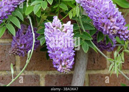 Purple Wisteria frutescens, American Wisteria, „Longwood Purple“ in der Blüte. Stockfoto