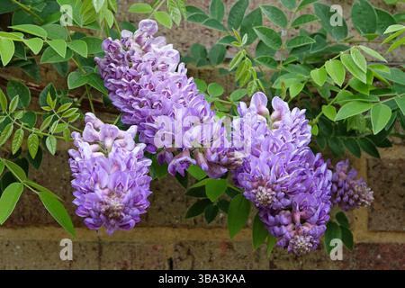 Purple Wisteria frutescens, American Wisteria, „Longwood Purple“ in der Blüte. Stockfoto
