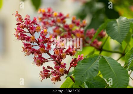 Im Frühling gibt es im Park leuchtende Blumen und Blätter der roten Rosskastanie. Gemeinsame Kastanienblüten Stockfoto