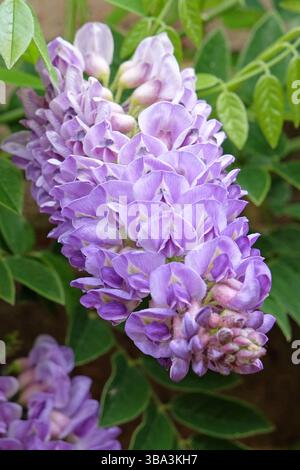 Purple Wisteria frutescens, American Wisteria, „Longwood Purple“ in der Blüte. Stockfoto