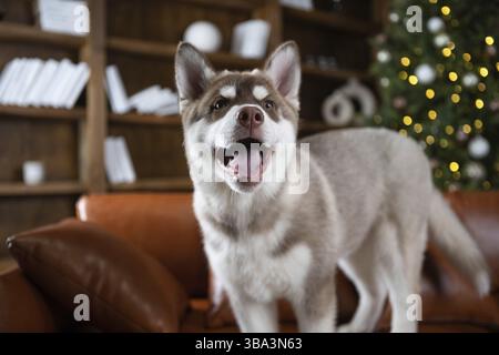 Junge süße Welpen von Siberian Husky Hunderasse Rüde spielen und entspannen auf braunem Sofa in klassischen europäischen Design-Zimmer, für Silvester Urlaub dekoriert. Stockfoto