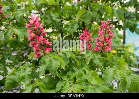 Im Frühling gibt es im Park leuchtende Blumen und Blätter der roten Rosskastanie. Gemeinsame Kastanienblüten Stockfoto
