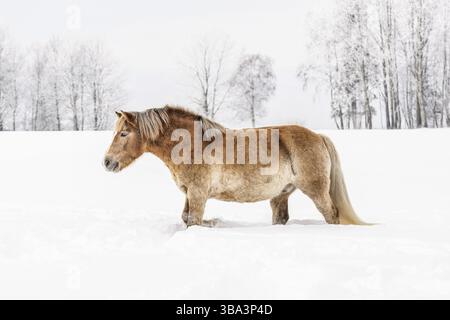 Hellbraunes Haflinger-Pferd, das im Winter im tiefen Schnee auf dem Feld weht, verschwommene Bäume im Hintergrund, Vychodna, Slowakei, Europa Stockfoto