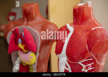 Anatomiemodell des menschlichen Körpers auf weißem Hintergrund. Teil des menschlichen Körpermodells mit Organsystem. Medizinisches Ausbildungskonzept Stockfoto