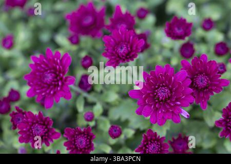 Wunderschöne Blumen. Hintergrund rosa Chrysanthemen und grüne Blätter Nahaufnahme Stockfoto