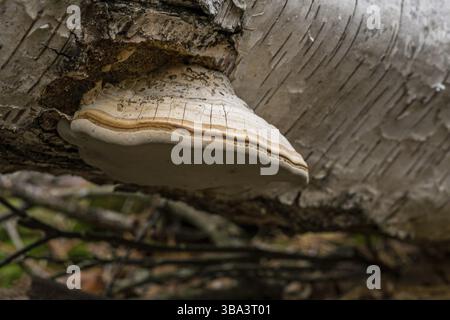 Fomitopsis betulina (früher Piptoporus betulinus), allgemein bekannt als die Birke Polypore, Birke Bracket, oder Rasierklinge, ist ein häufiger Bracket Pilz Stockfoto