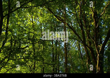 Sonnenlicht, Das Durch Das Üppige Grüne Walddach Gefiltert Wird Stockfoto