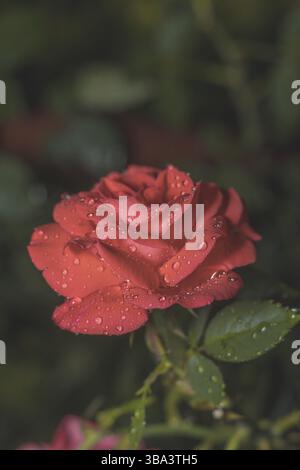 Eine schöne rote Korallenrose auf grünem Ast mit Wassertropfen auf grünem dunklem Hintergrund. Künstlerisches Bild der bunten Blume für Grußkarten Stockfoto