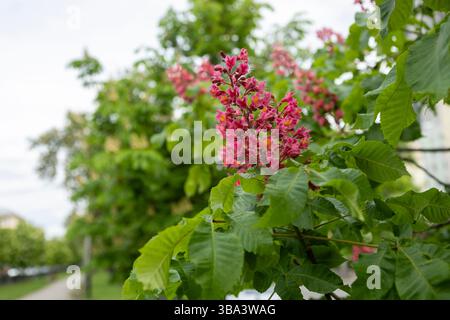 Im Frühling gibt es im Park leuchtende Blumen und Blätter der roten Rosskastanie. Gemeinsame Kastanienblüten Stockfoto