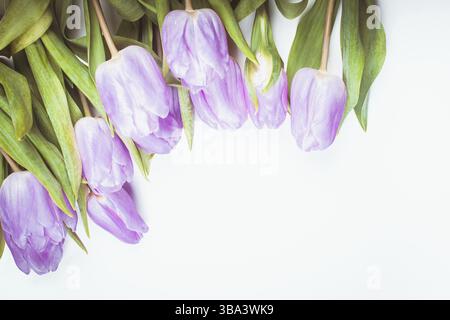 Lila Tulpenrahmen isoliert auf weiß, für Design Stockfoto